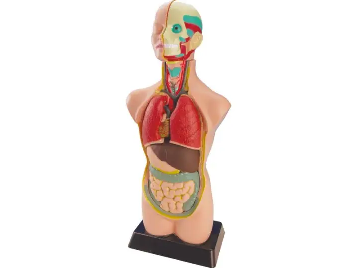MNL SET ANATOMÍA 99020